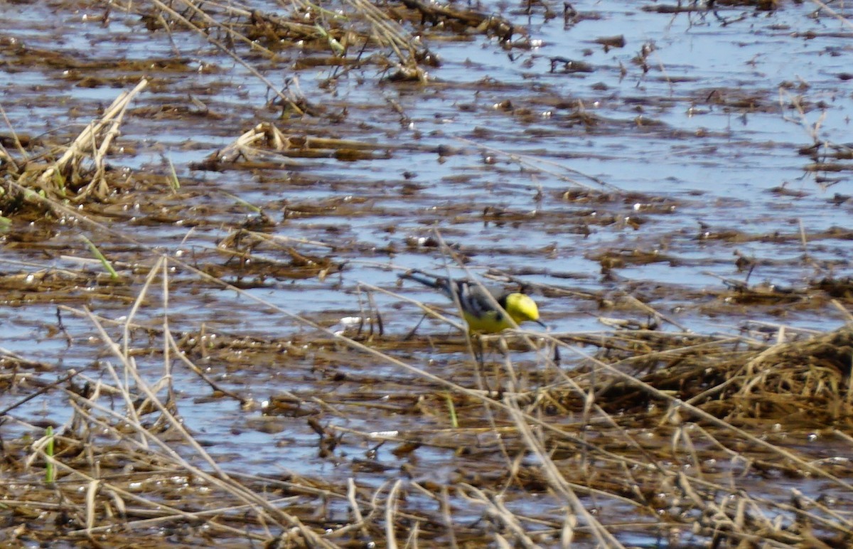 Citrine Wagtail - ML99215171