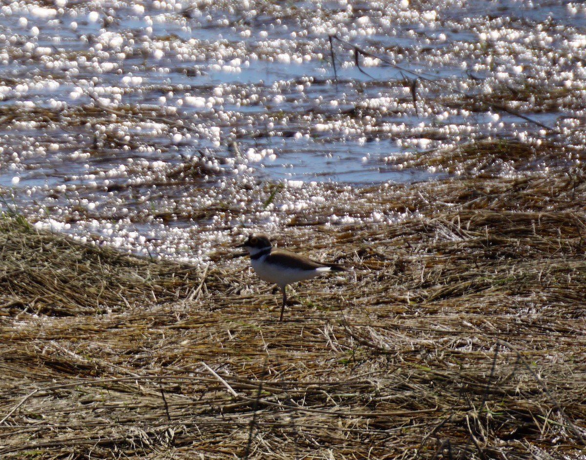 Little Ringed Plover - ML99215291