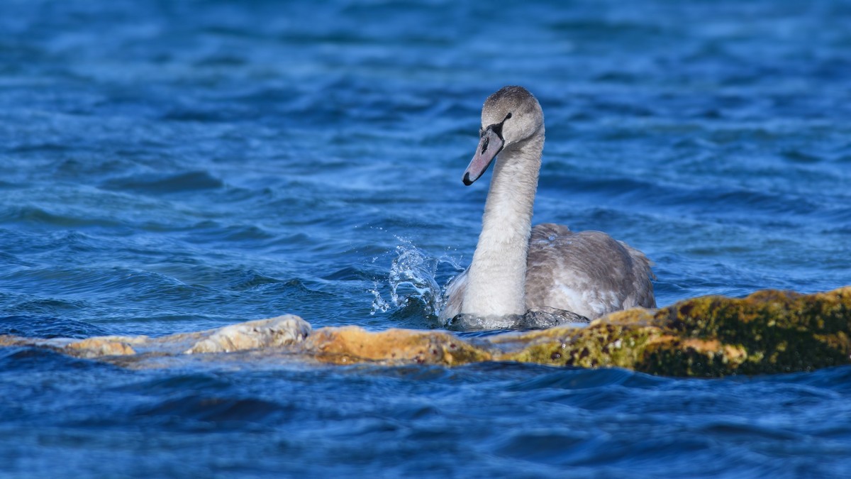 Mute Swan - Mustafa Özdemir