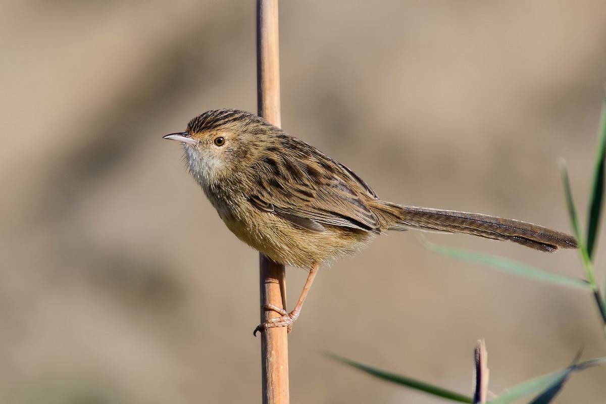 Delicate Prinia - Mustafa Özdemir