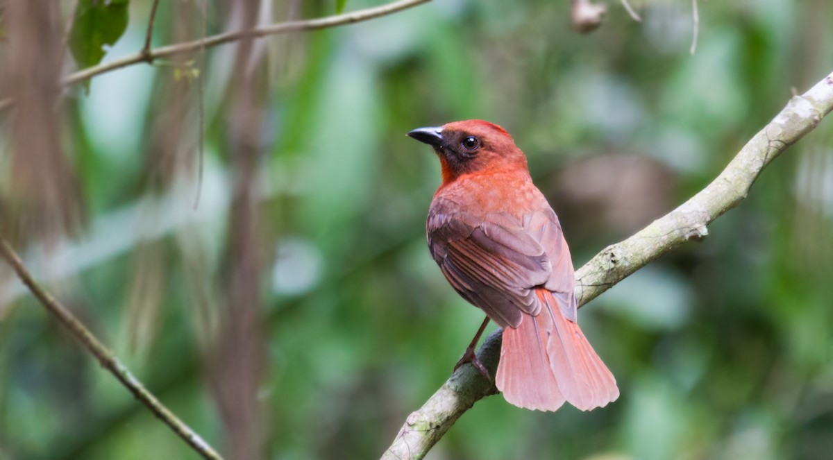 Red-throated Ant-Tanager - ML99215551
