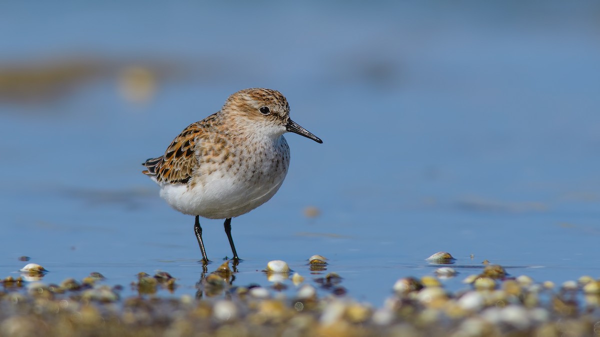 Little Stint - ML99215731