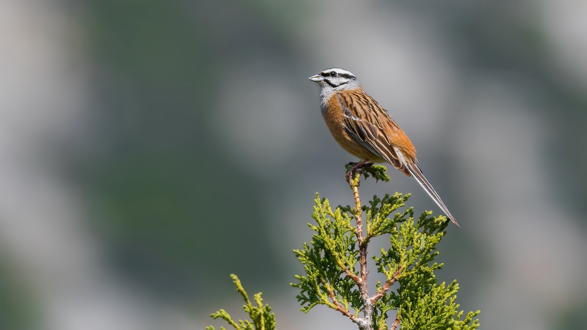 Rock Bunting - Mustafa Özdemir