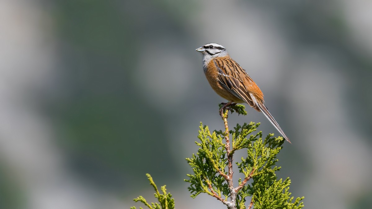 Rock Bunting - ML99215821