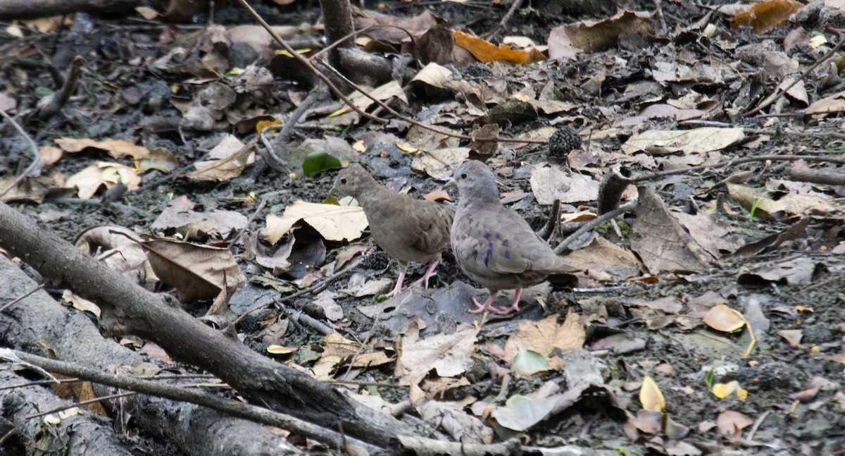Plain-breasted Ground Dove - ML99215931