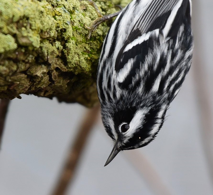 Black-and-white Warbler - ML99215971