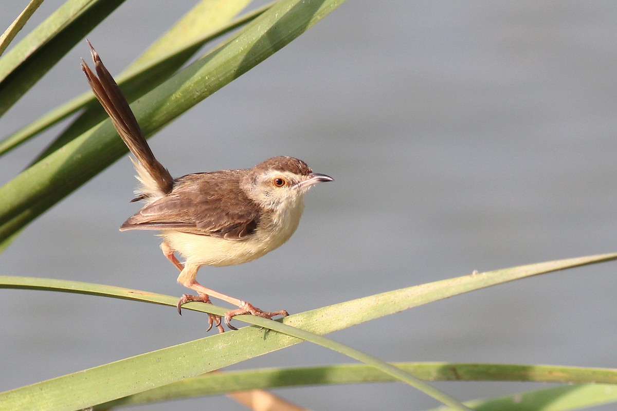 Plain Prinia - Aravind AM