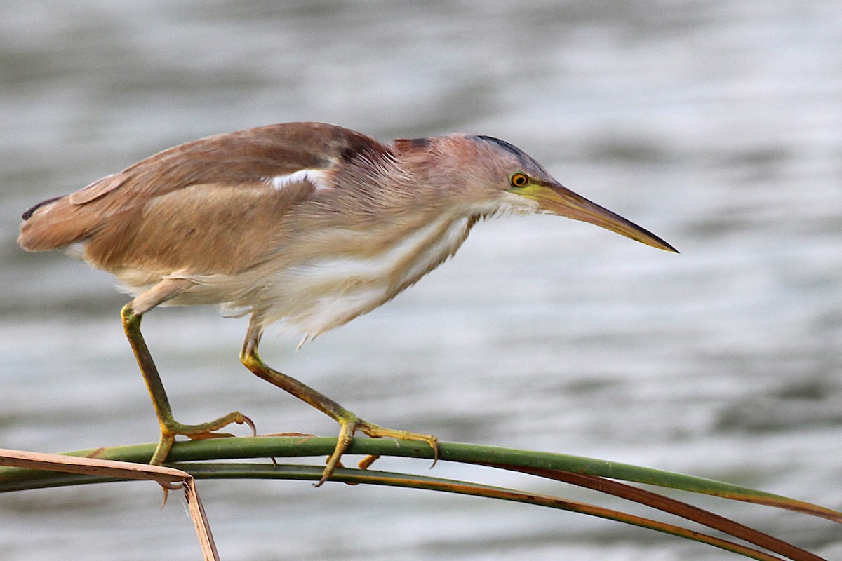 Yellow Bittern - ML99217011