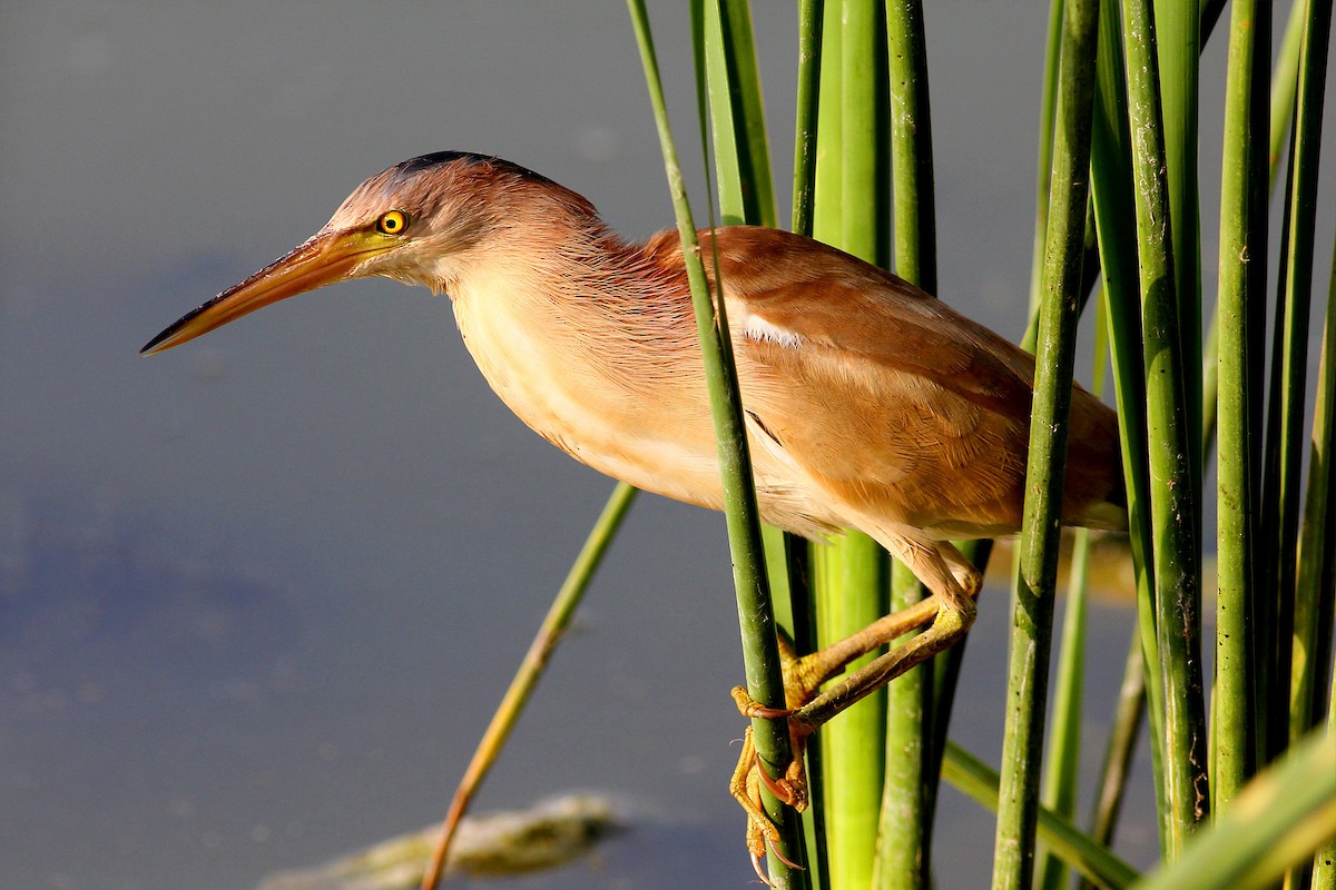 Yellow Bittern - ML99217901