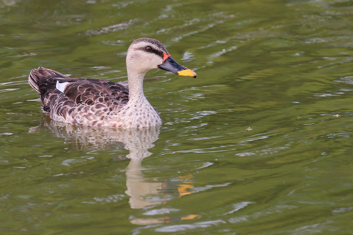 Indian Spot-billed Duck - Aravind AM