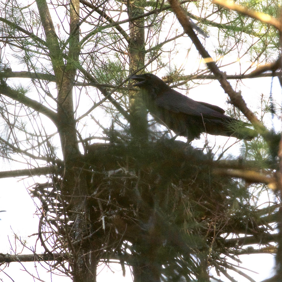 Common Raven - ML99218111