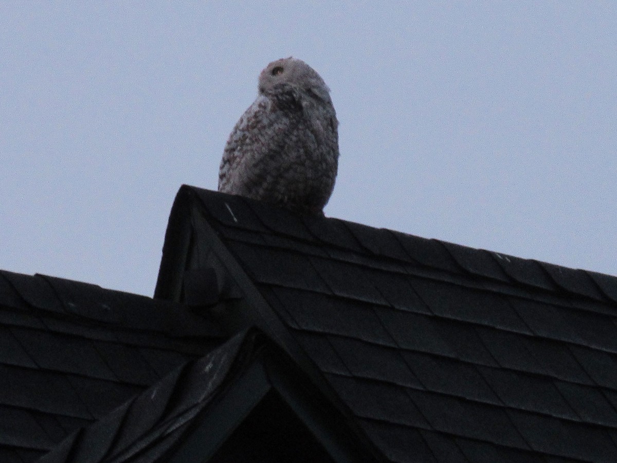 Snowy Owl - ML99219541