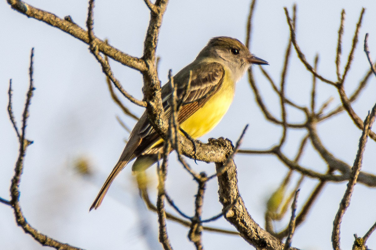 Great Crested Flycatcher - ML99219971