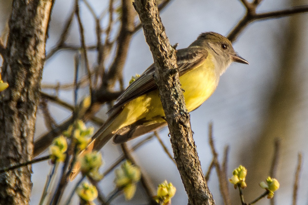 Great Crested Flycatcher - ML99219981