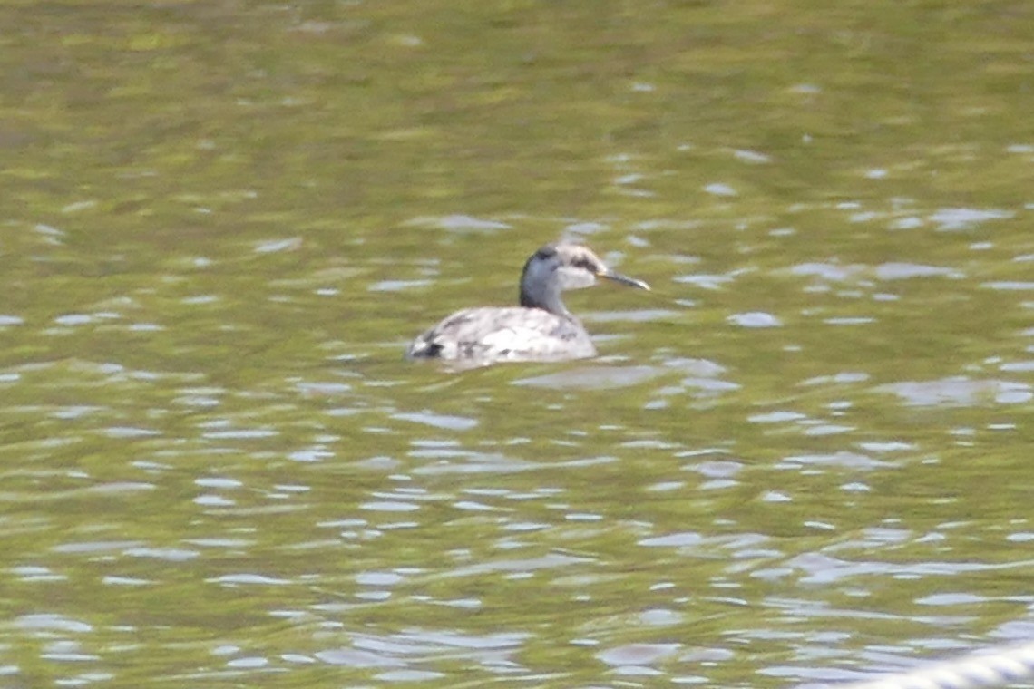 Red-necked Grebe - ML99220821