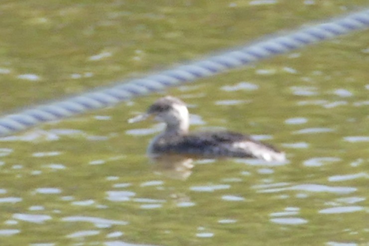 Red-necked Grebe - ML99220831