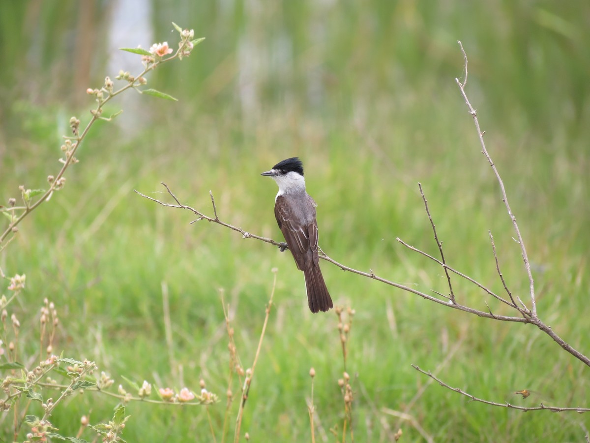 White-naped Xenopsaris - ML99221221