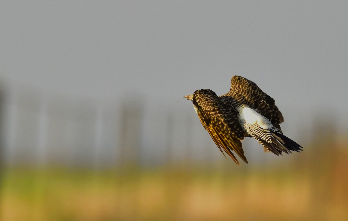 Campo Flicker - Miguel Ansenuza