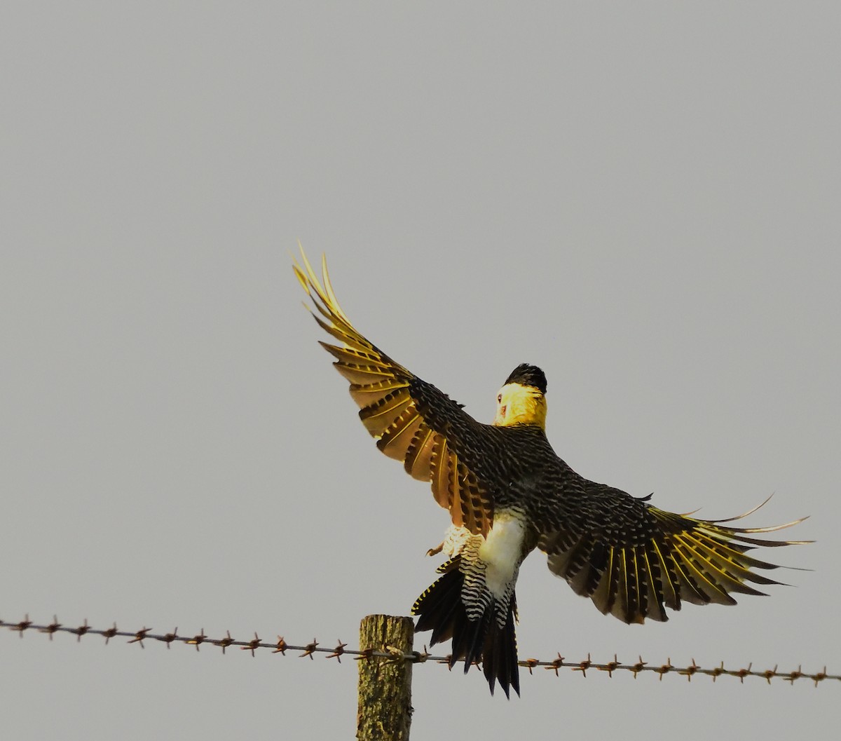 Campo Flicker - Miguel Ansenuza