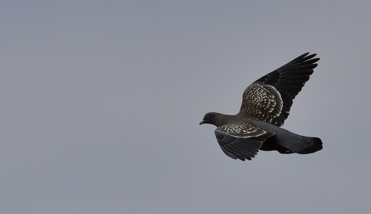 Spot-winged Pigeon - ML99222451