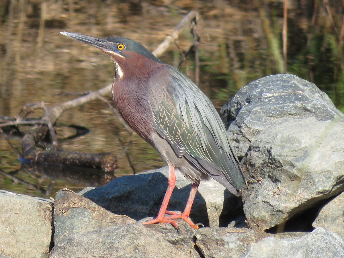 Green Heron - ML99223451