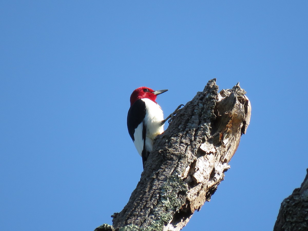 Pic à tête rouge - ML99223751