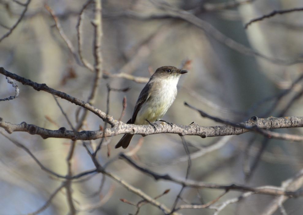 Eastern Phoebe - ML99224341