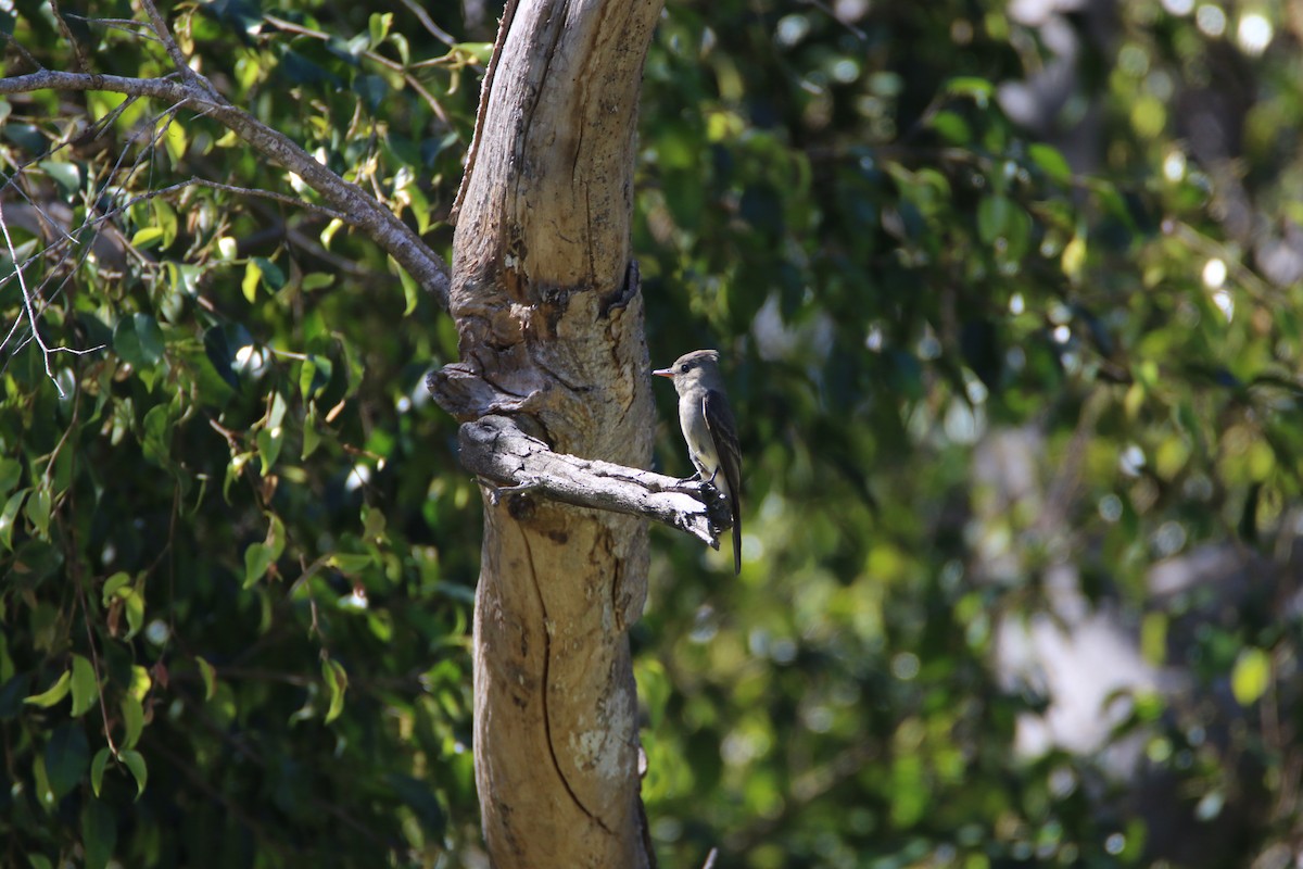 Greater Pewee - ML99227311