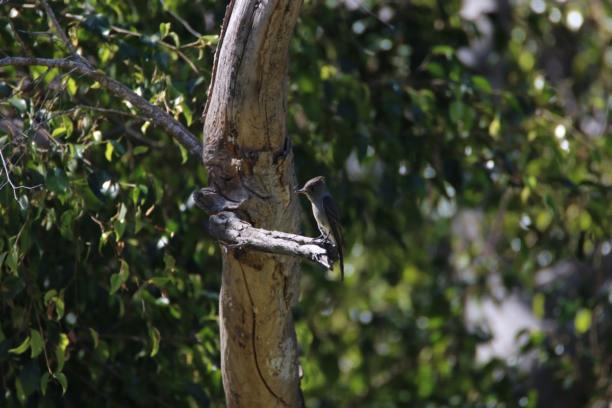 Greater Pewee - ML99227421