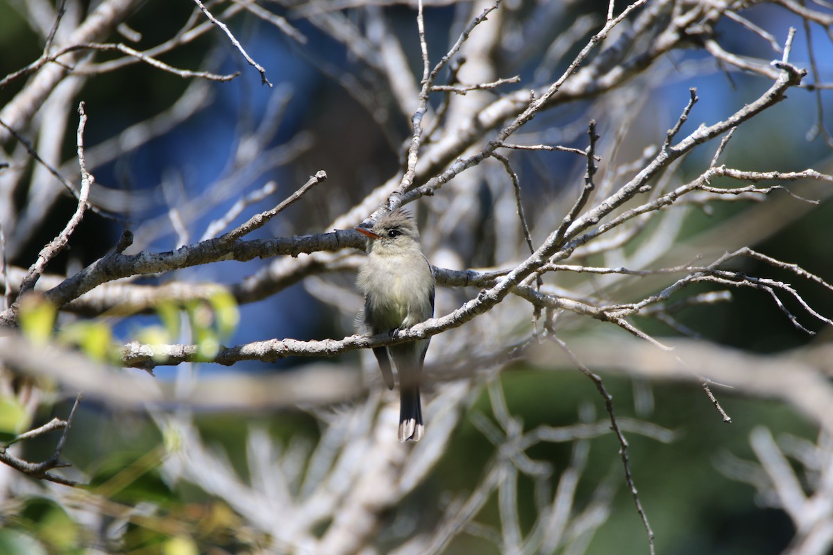 Greater Pewee - ML99227731