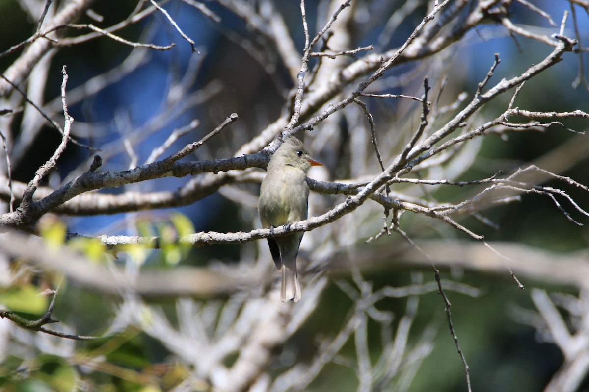 Greater Pewee - ML99227761
