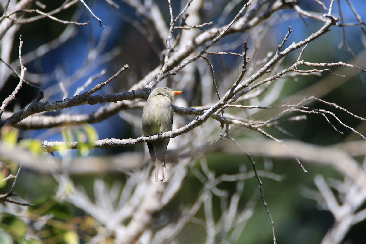 Greater Pewee - ML99227821