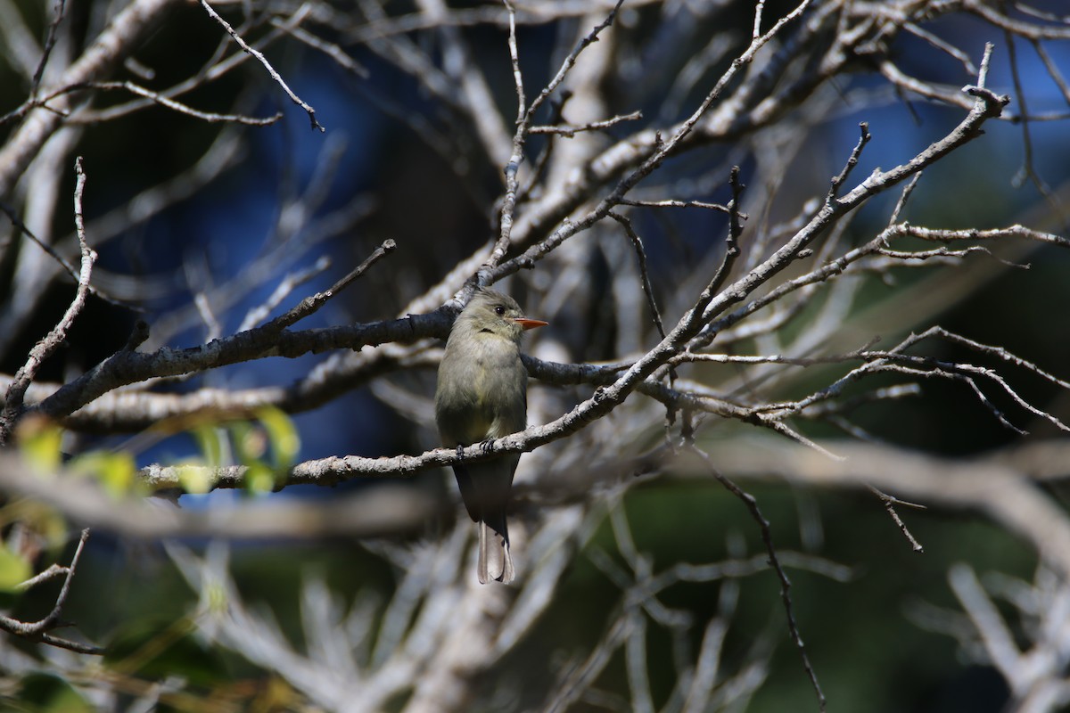 Greater Pewee - ML99227891