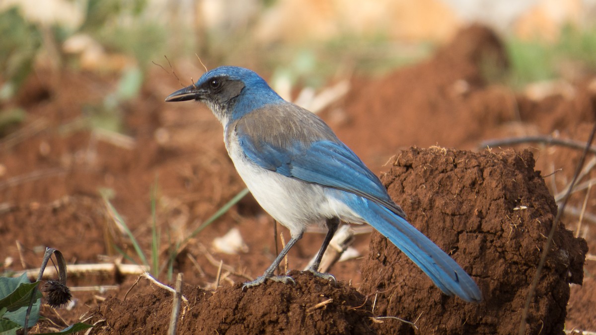 Woodhouse's Scrub-Jay - Aquiles Brinco