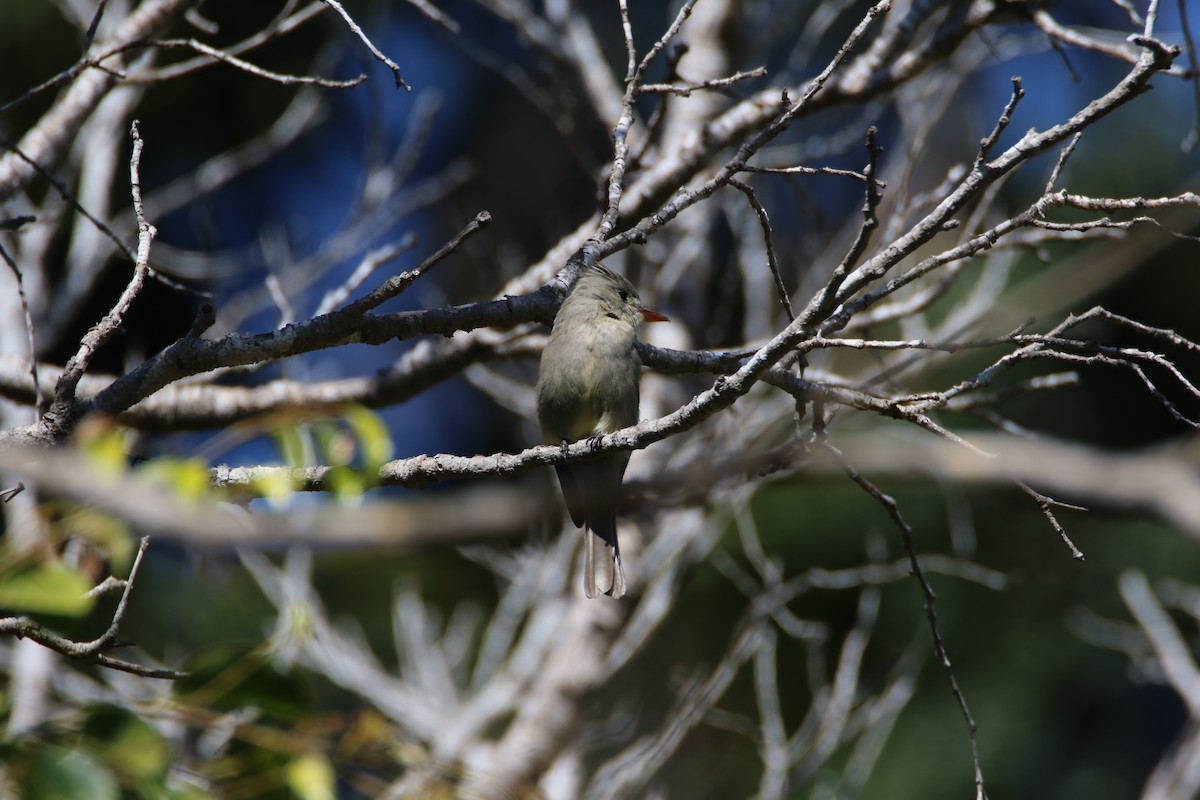 Greater Pewee - ML99228081