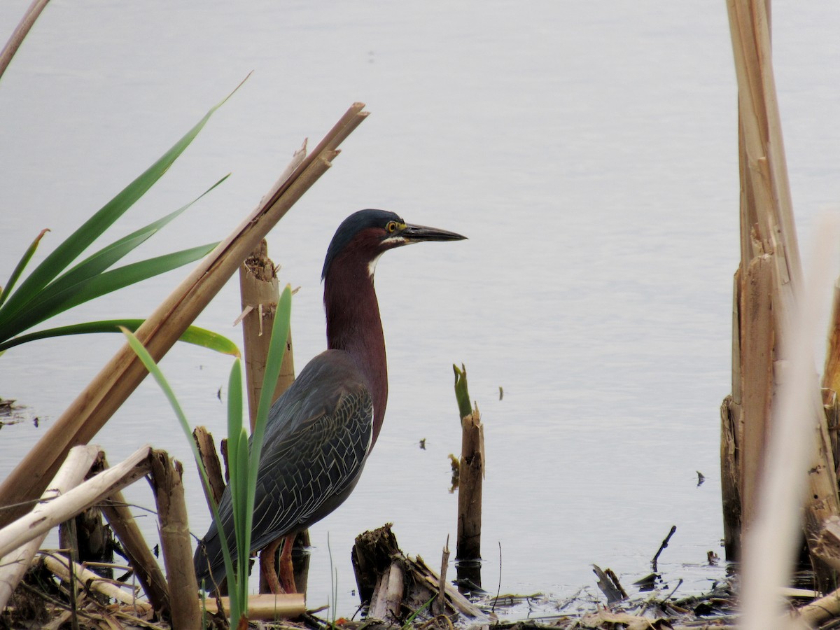 Green Heron - ML99228331