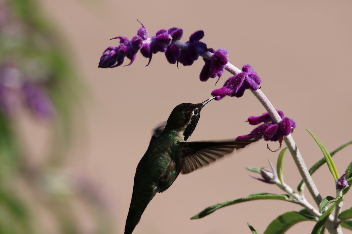 rødmaskekolibri - ML99228811