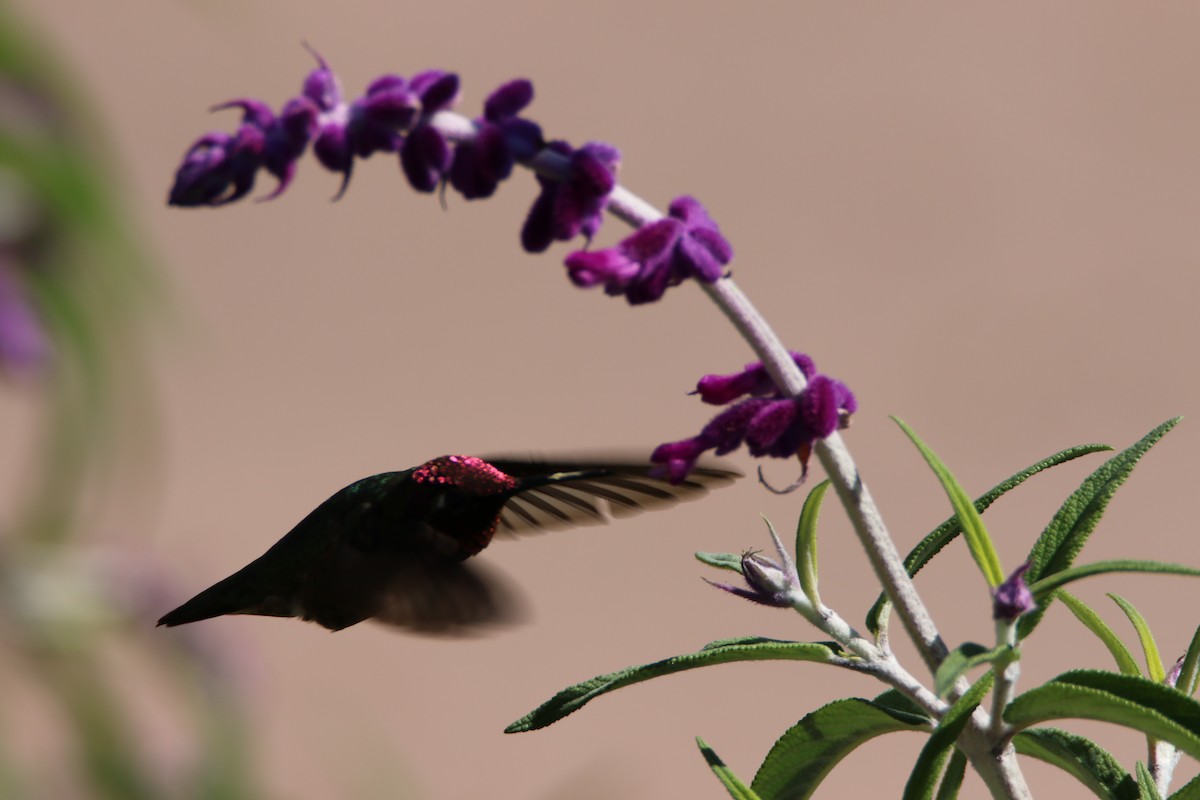 Anna's Hummingbird - ML99228821