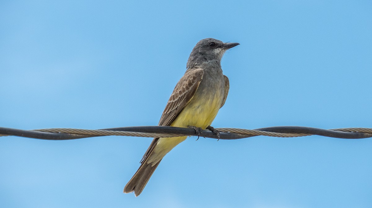 Cassin's Kingbird - ML99229241