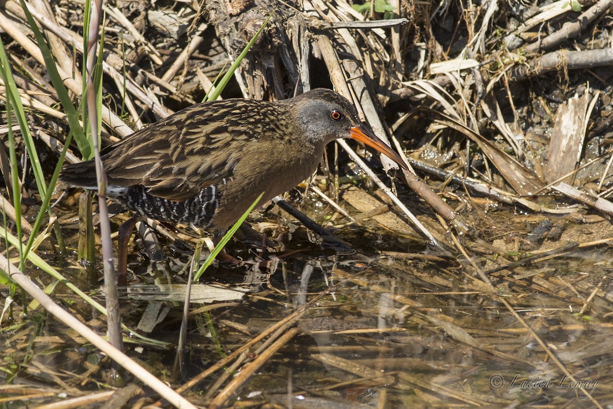 Virginia Rail - ML99229251