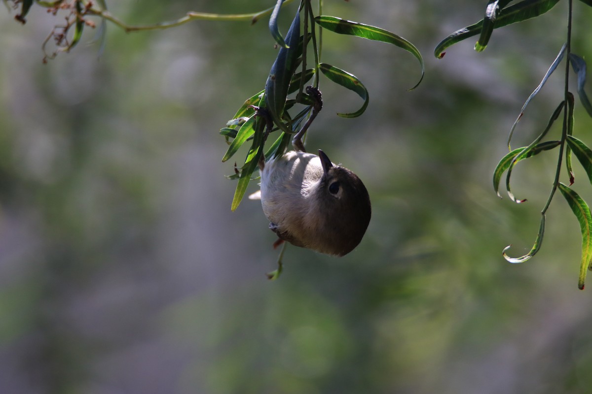 Ruby-crowned Kinglet - ML99229561