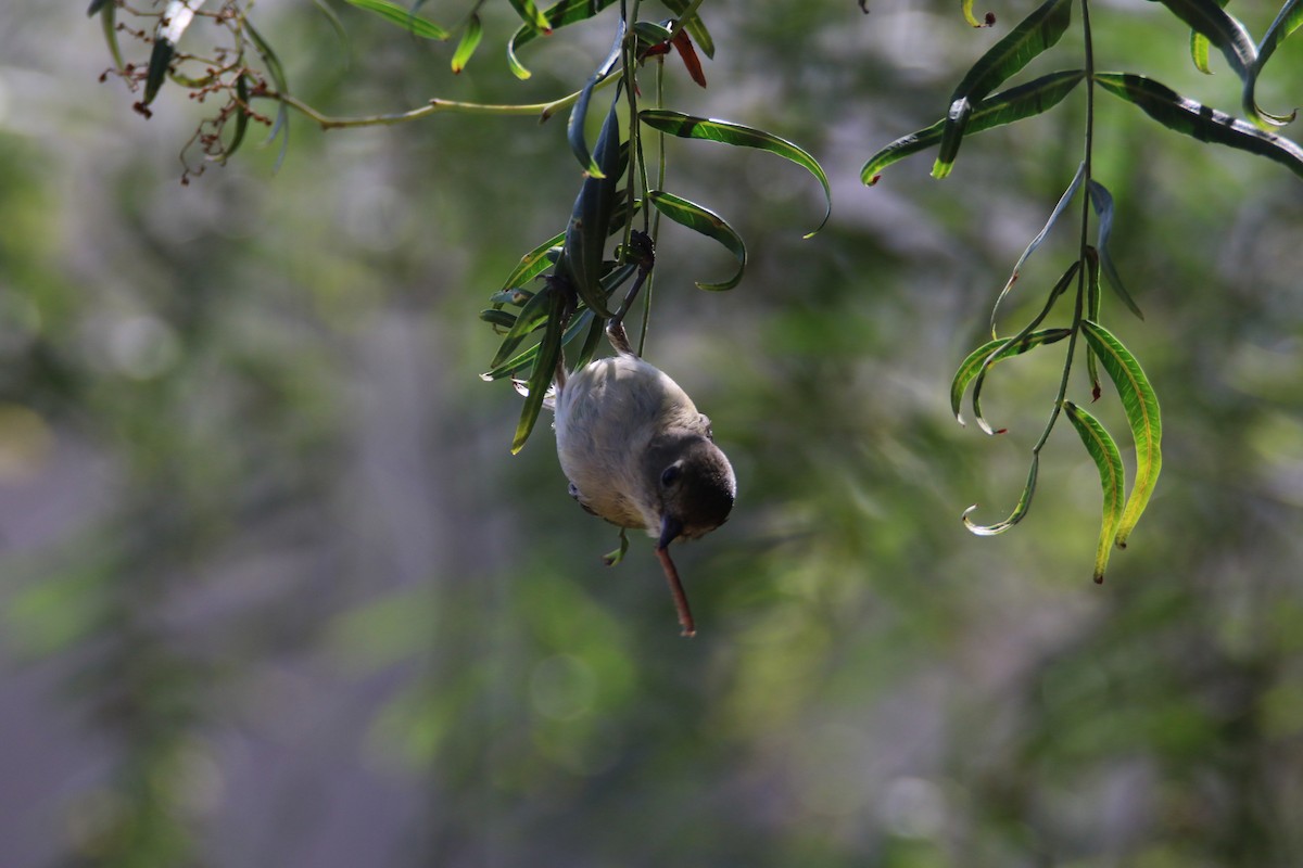 Ruby-crowned Kinglet - ML99229581