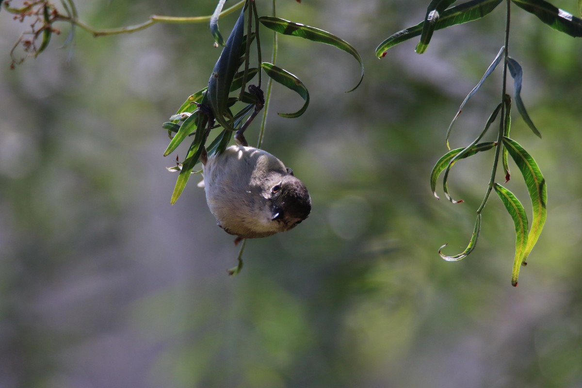 Ruby-crowned Kinglet - ML99229591