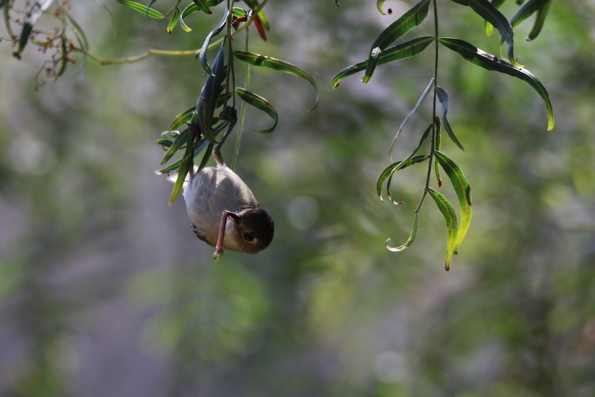 Ruby-crowned Kinglet - ML99229601