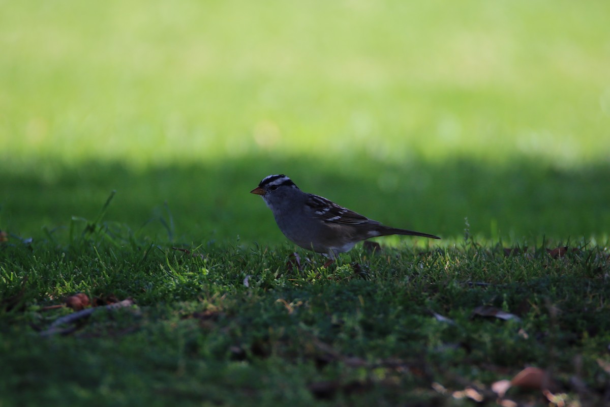 White-crowned Sparrow - ML99229681