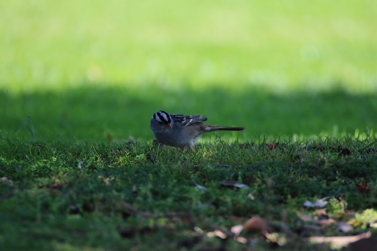 White-crowned Sparrow - ML99229691