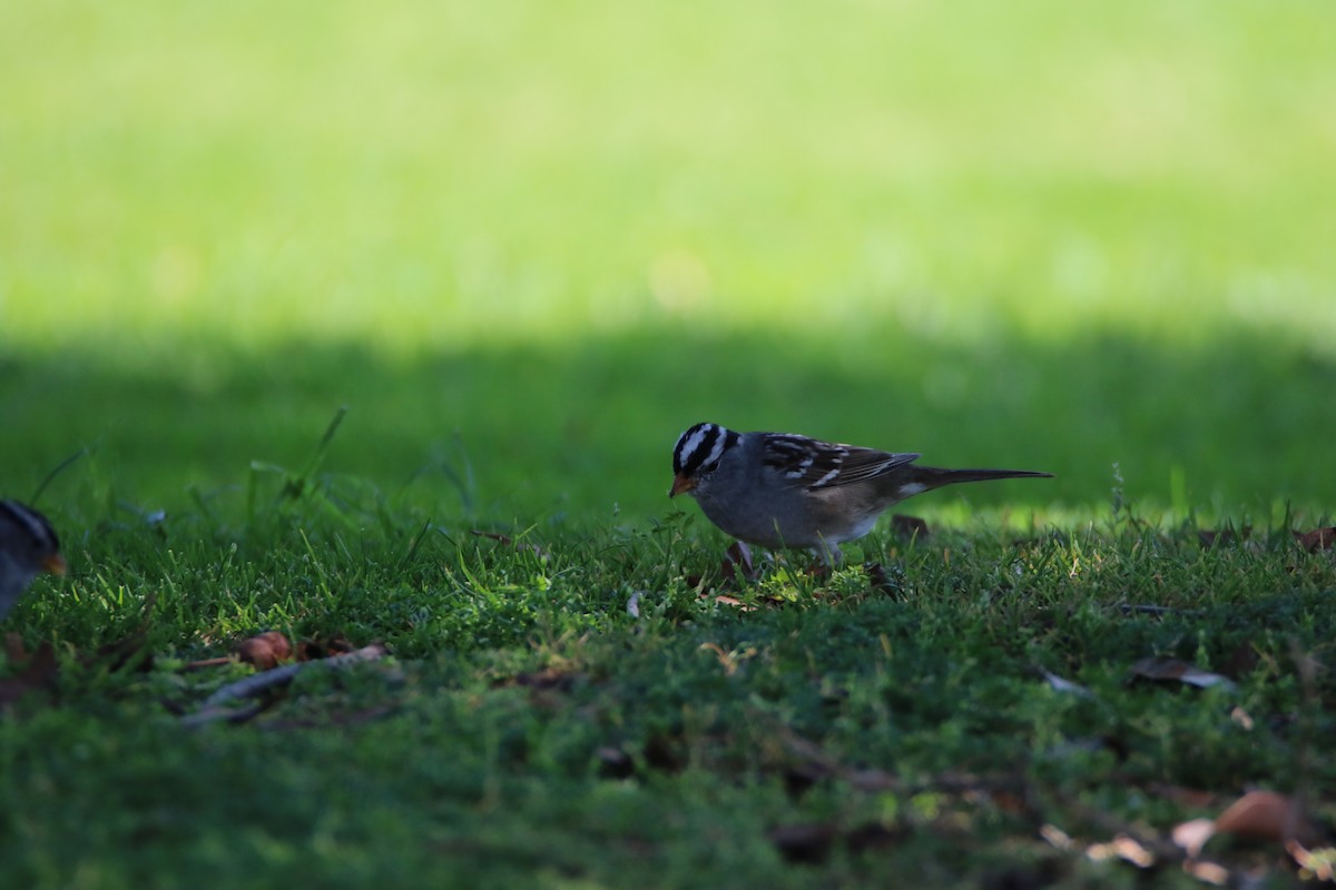 White-crowned Sparrow - ML99229701