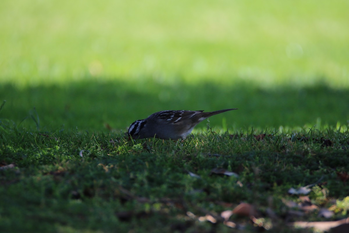 White-crowned Sparrow - ML99229711