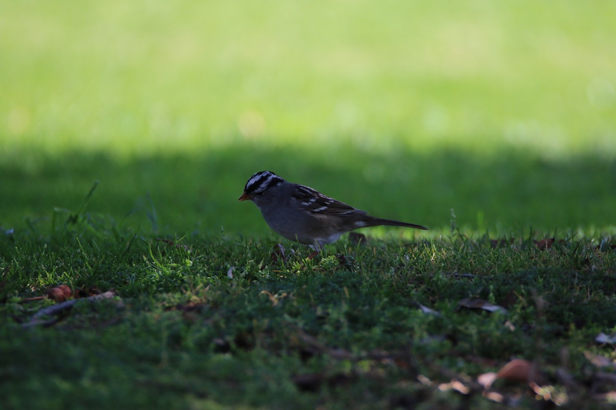 White-crowned Sparrow - ML99229721