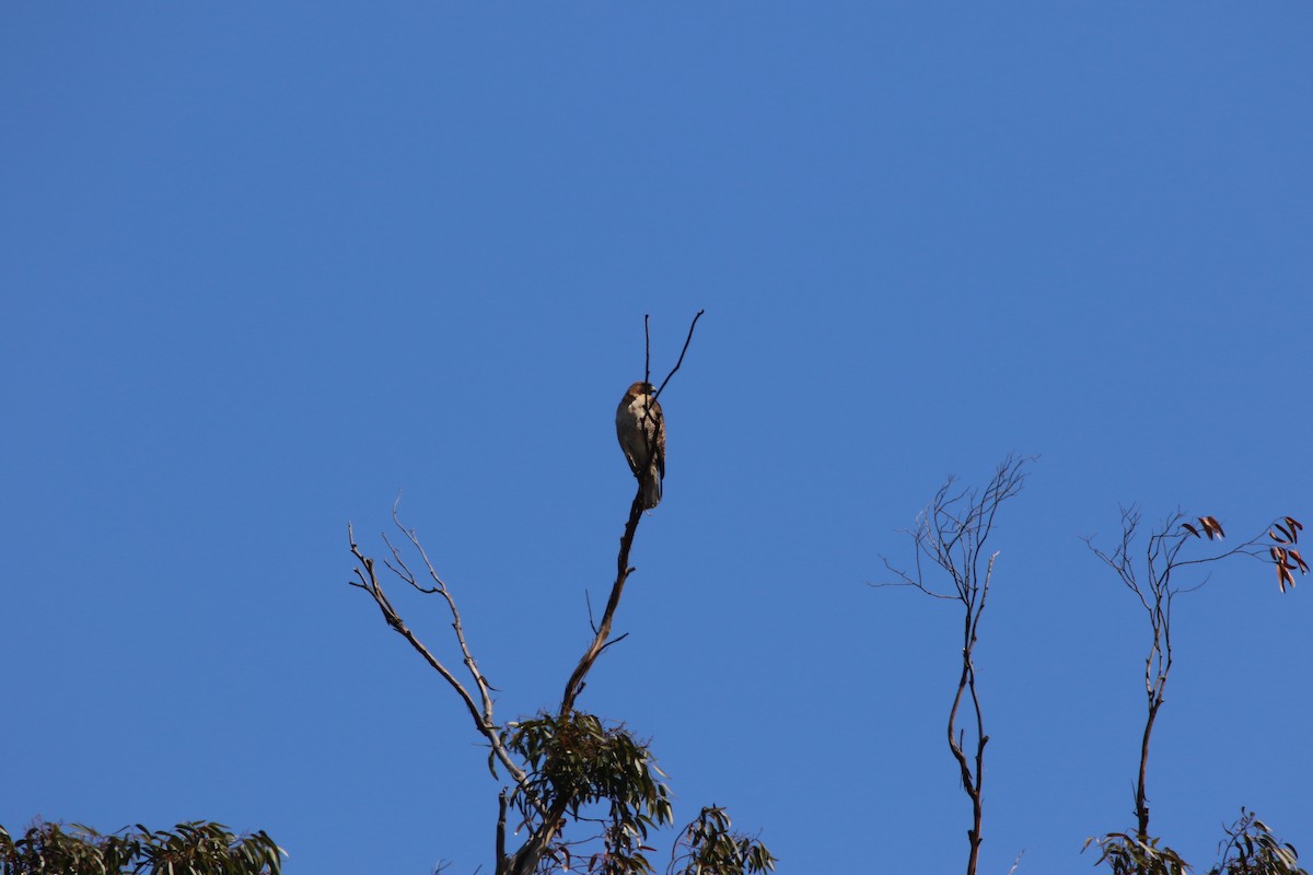 Red-tailed Hawk - ML99229991